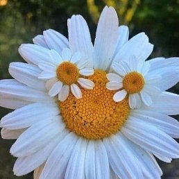 ������, ������, 49 ���