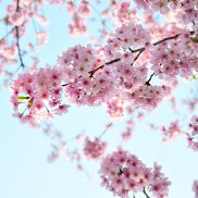 �����, 35 ���, ������