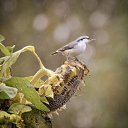 ������� �� ������� ���� ����������