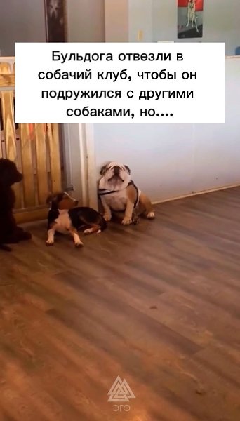 У других собак случился небольшой приступ.Ну, зато скулить перестали) - 2