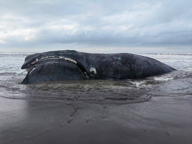  :    .        ... - 2