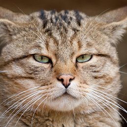 ���� �����, ��������, 25 ��� - ��������� 27 ������� 2024