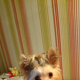 �������, �����-���������