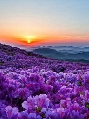      .  ,      ,   ... - 5