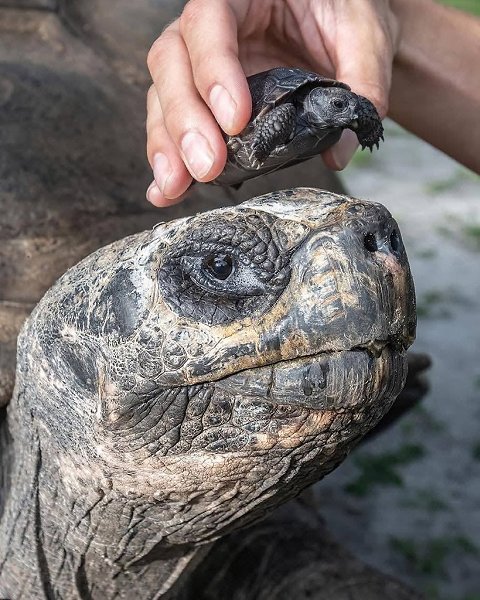    135-           ,  ... - 2