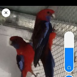 �����, ���������, 48 ���