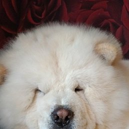 �������, �������, 42 ����