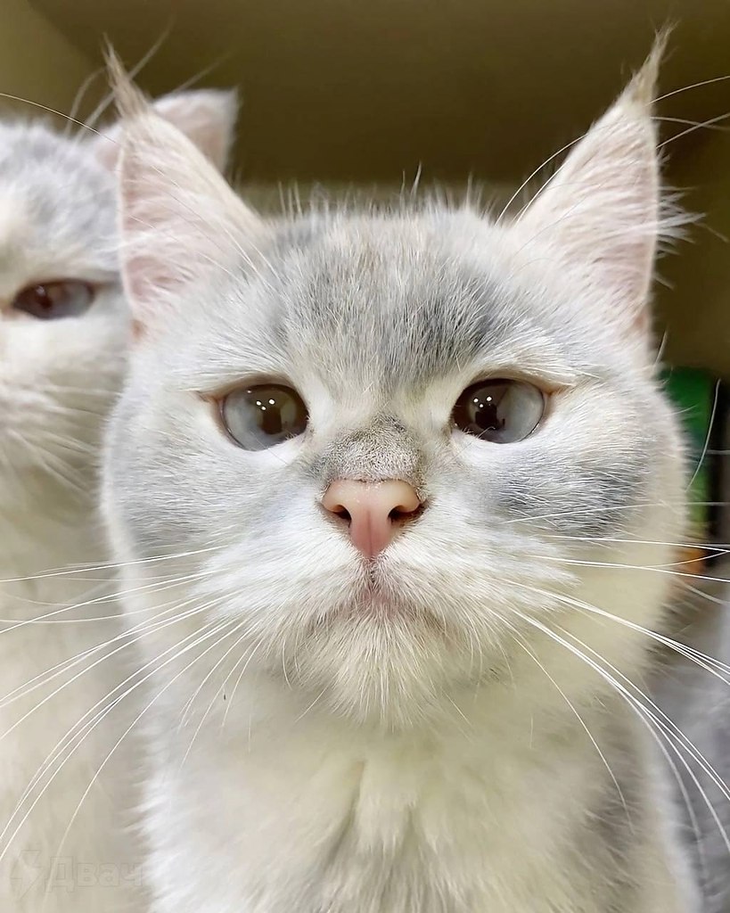 -, -:       ,   , ... - 5