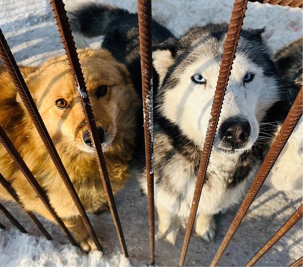 Мы не знаем, как мы будем завтра. Это практически отчаяние. Скоро в приюте нечем будет кормить всех ... - 2