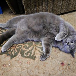 ������, ����, 51 ���