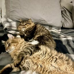 �����, ������, 52 ����