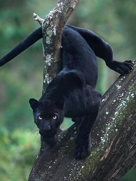 ׸      ,       ,   ... - 4