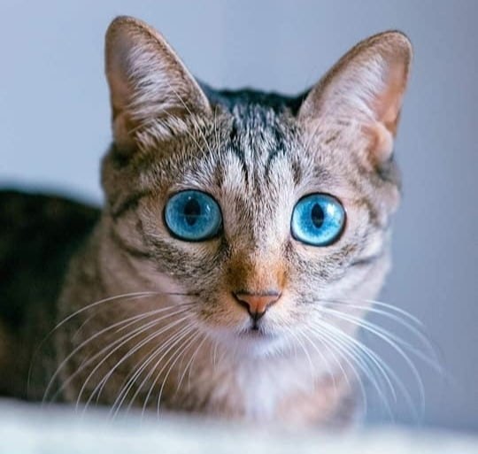 �������� �����-��) - 4