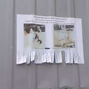 �����, 36 ���, ������