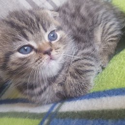 �������, ������, 48 ���