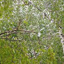  Kostik***** ,  -  7  2024    