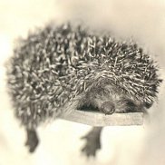 �����, 53 ����, ������������