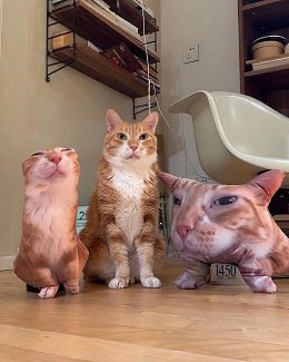 �����������
