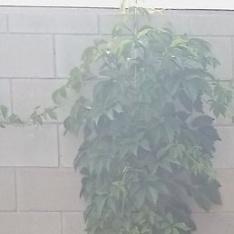 ������, ���������, 45 ���