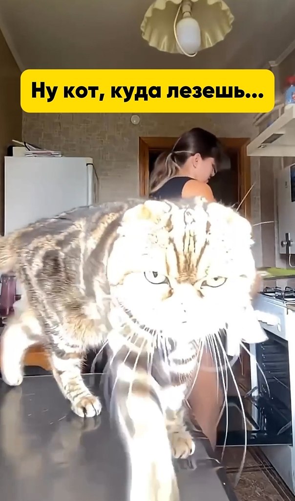 ��� ������� �������