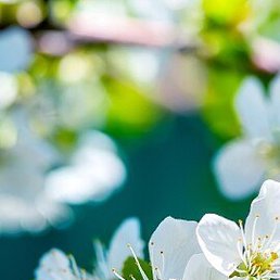 �����, �����, 52 ����