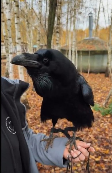 Ворон Карлуша покорил соцсети — пернатый с жуткой реалистичностью умеет пародировать человеческий ... - 2
