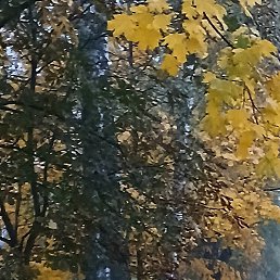 �����, ������, 54 ����