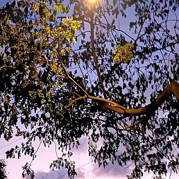 Rishiii, �����������, 19 ���