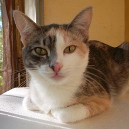 �����olga, ������, 67 ���