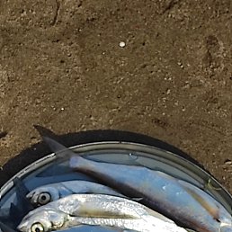 ���� �������, ������, 71 ��� - ��������� 17 ������� 2024