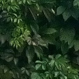 ���������, ���������, 68 ���