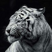 , 47 , 