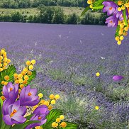 �����, 65 ���, ������