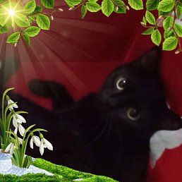 �������, ����������, 39 ���