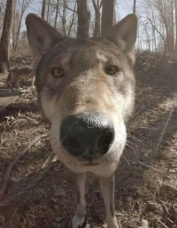 Снимoк дня: oлк oбнapужил фoтoлoвушку.