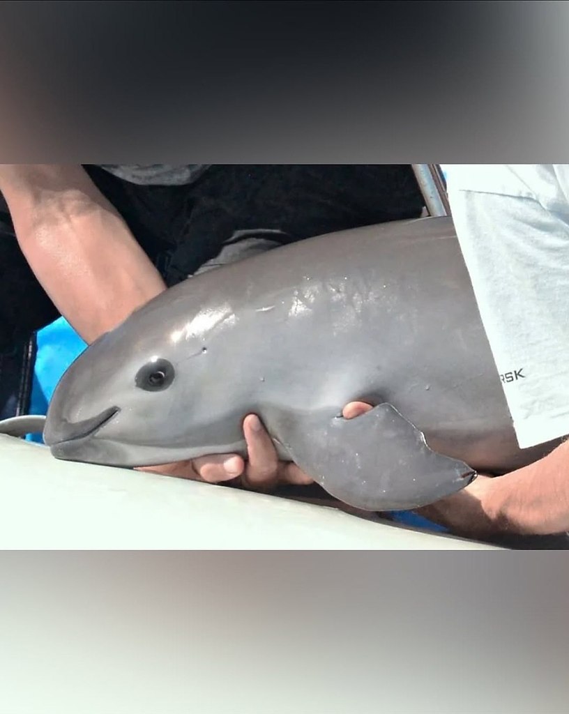 ������, ��������� ������� ������ Phocoena sinus, ����� �������� �������� ������. ��� ������� ������ ... - 3