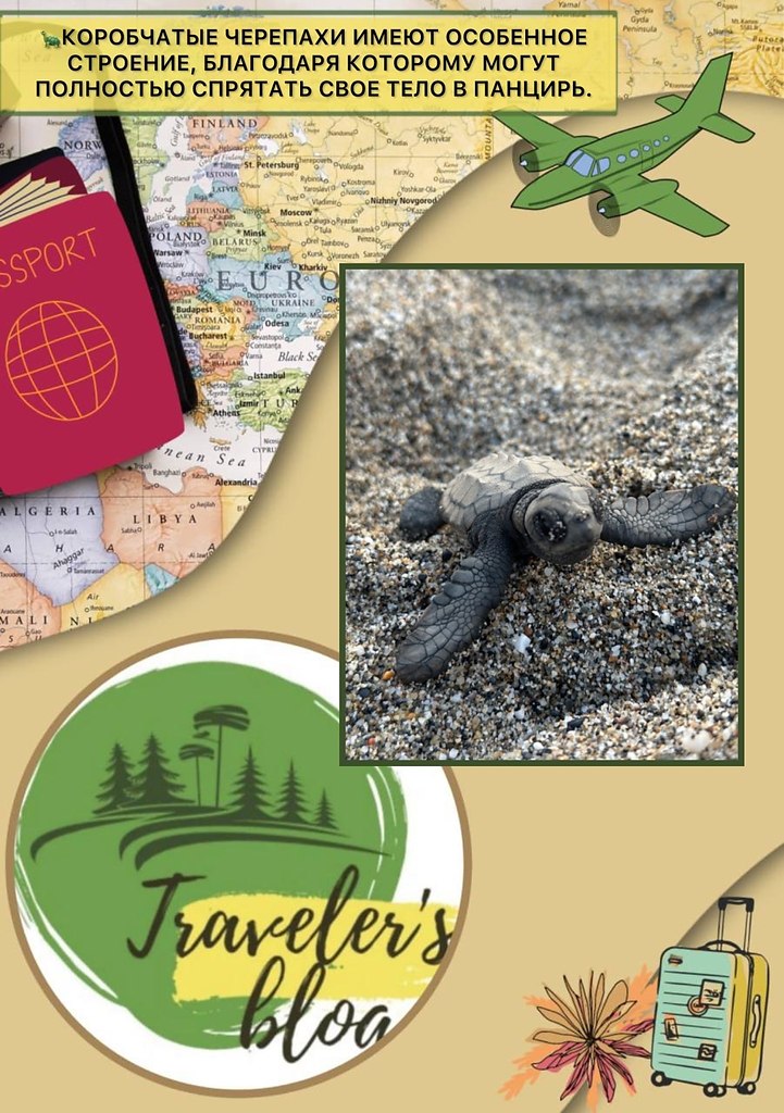 opoae epea  ceeca Emydida oaa ao cocooc ooc pac  ...