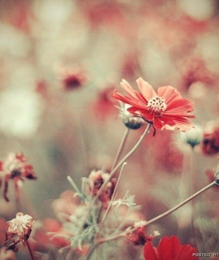 Люди дарят цветы, потому что в цветах заложен настоящий смысл Любви. Тот, кто попытается овладеть ...