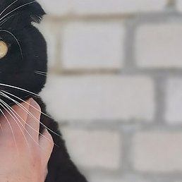 �������, �������, 36 ���