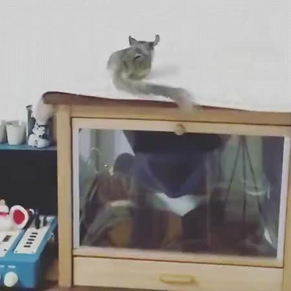 GIF Preview