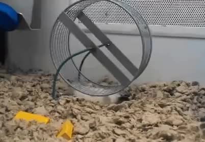 GIF Preview