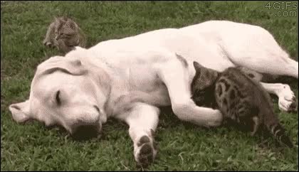 GIF Preview
