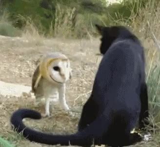 GIF Preview