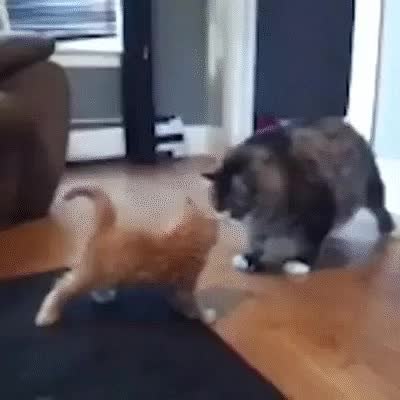 GIF Preview