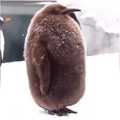 GIF Preview