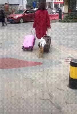 GIF Preview