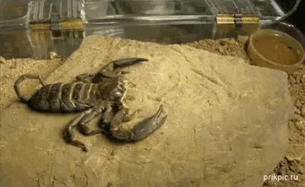 GIF Preview