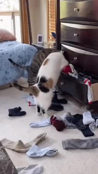 GIF Preview