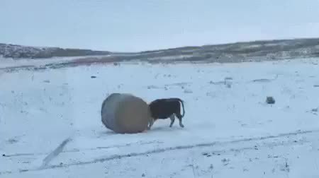 GIF Preview