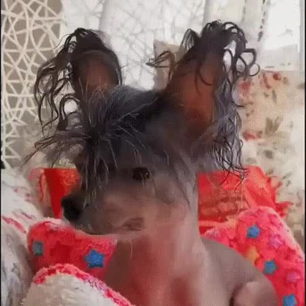 GIF Preview